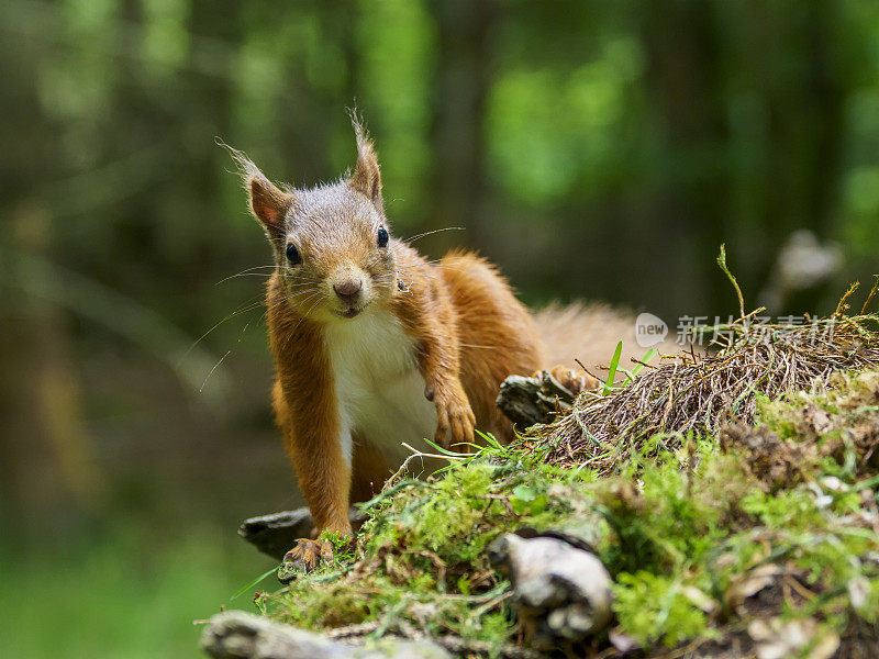 苏格兰红松鼠(Sciurus vulgaris)